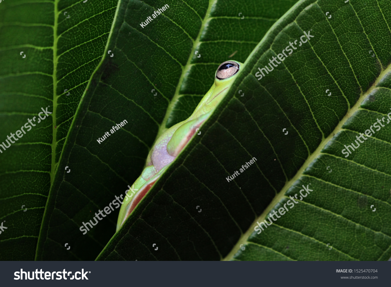 Australian white tree frog on leaves, dumpy frog on branch, animal closeup, amphibian closeup #1525470704