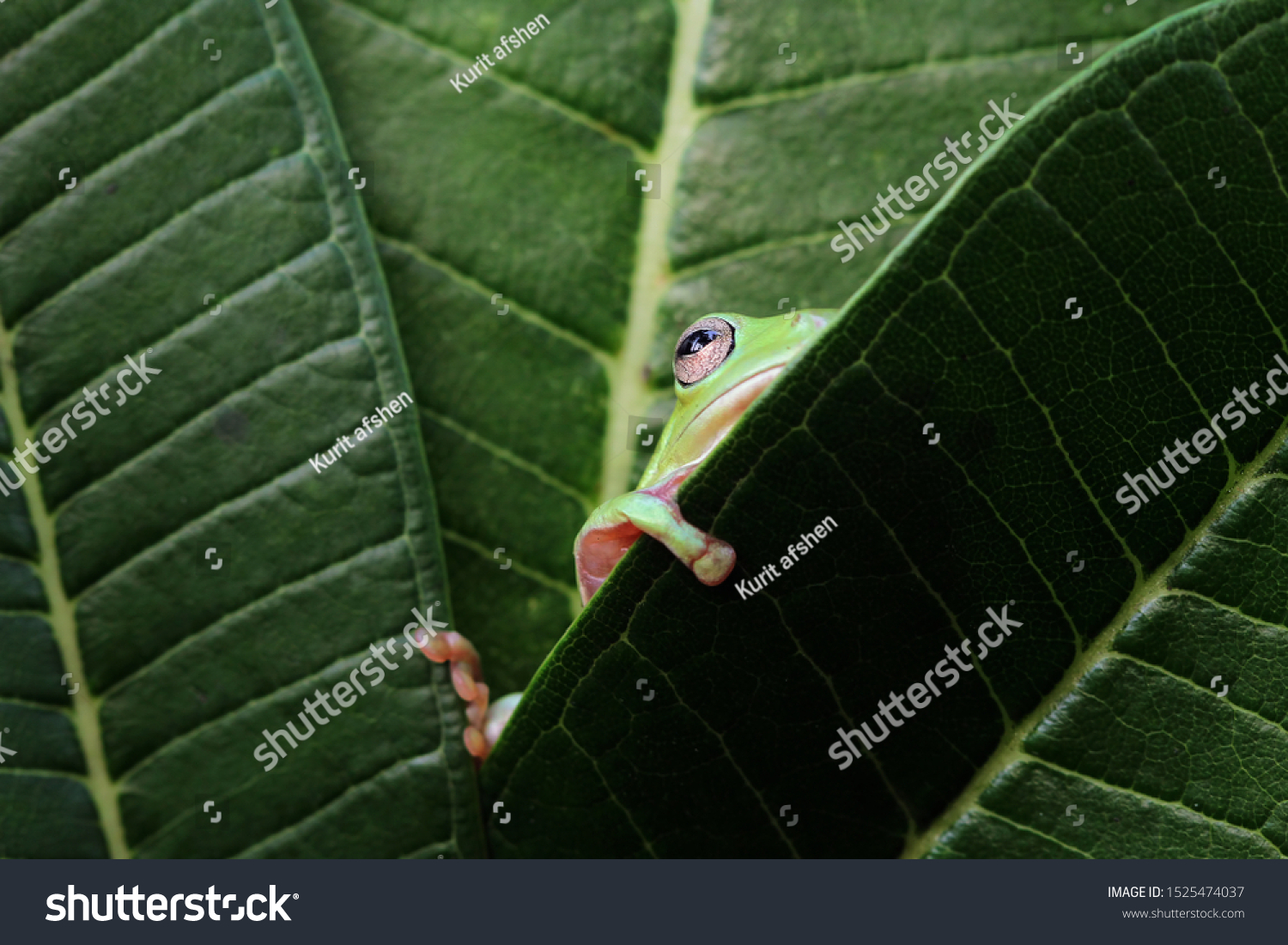 Australian white tree frog on leaves, dumpy frog on branch, animal closeup, amphibian closeup #1525474037