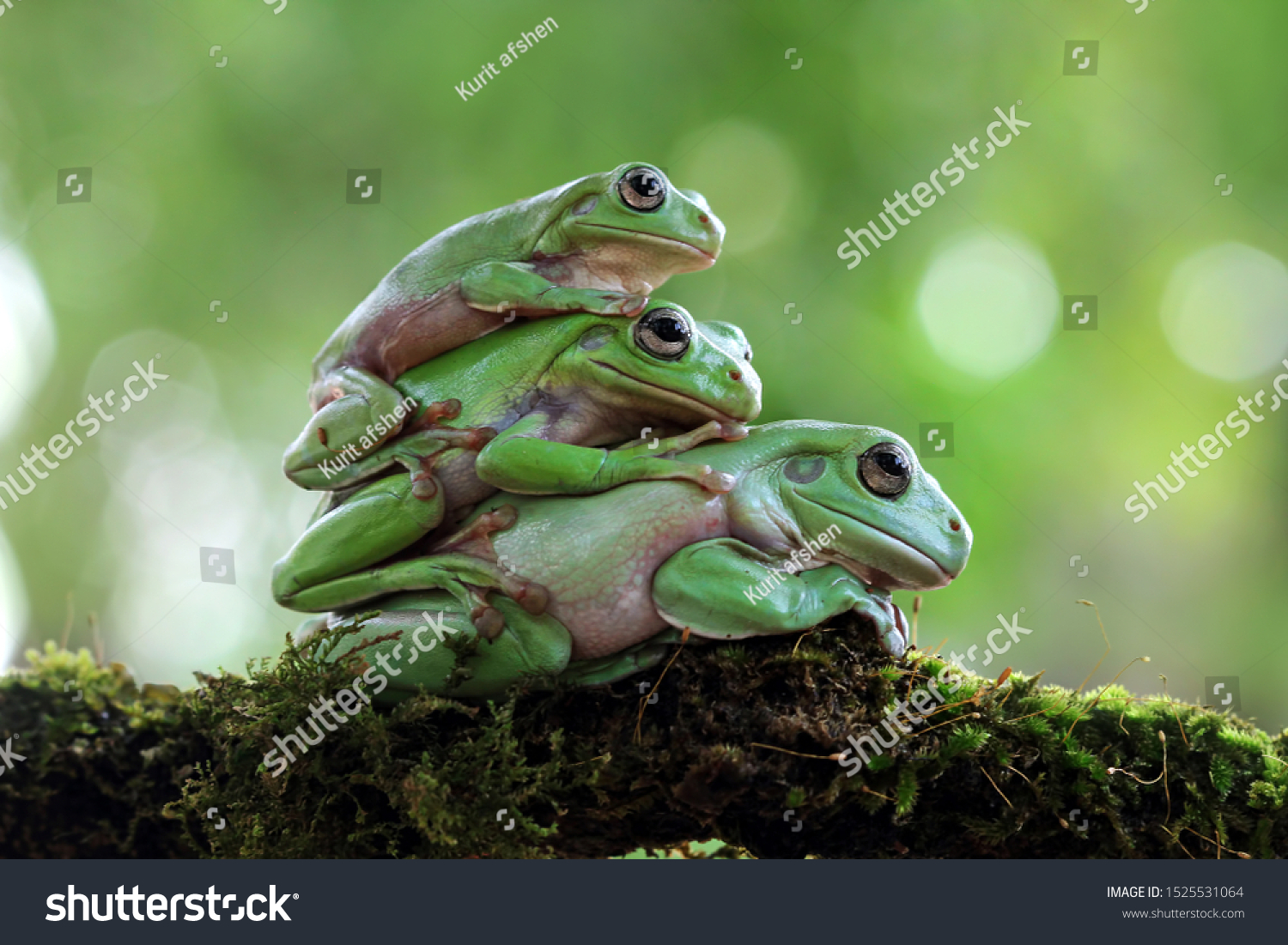 Triple australian white tree frog on moss, dumpy frog on branch, animal closeup, amphibian closeup #1525531064