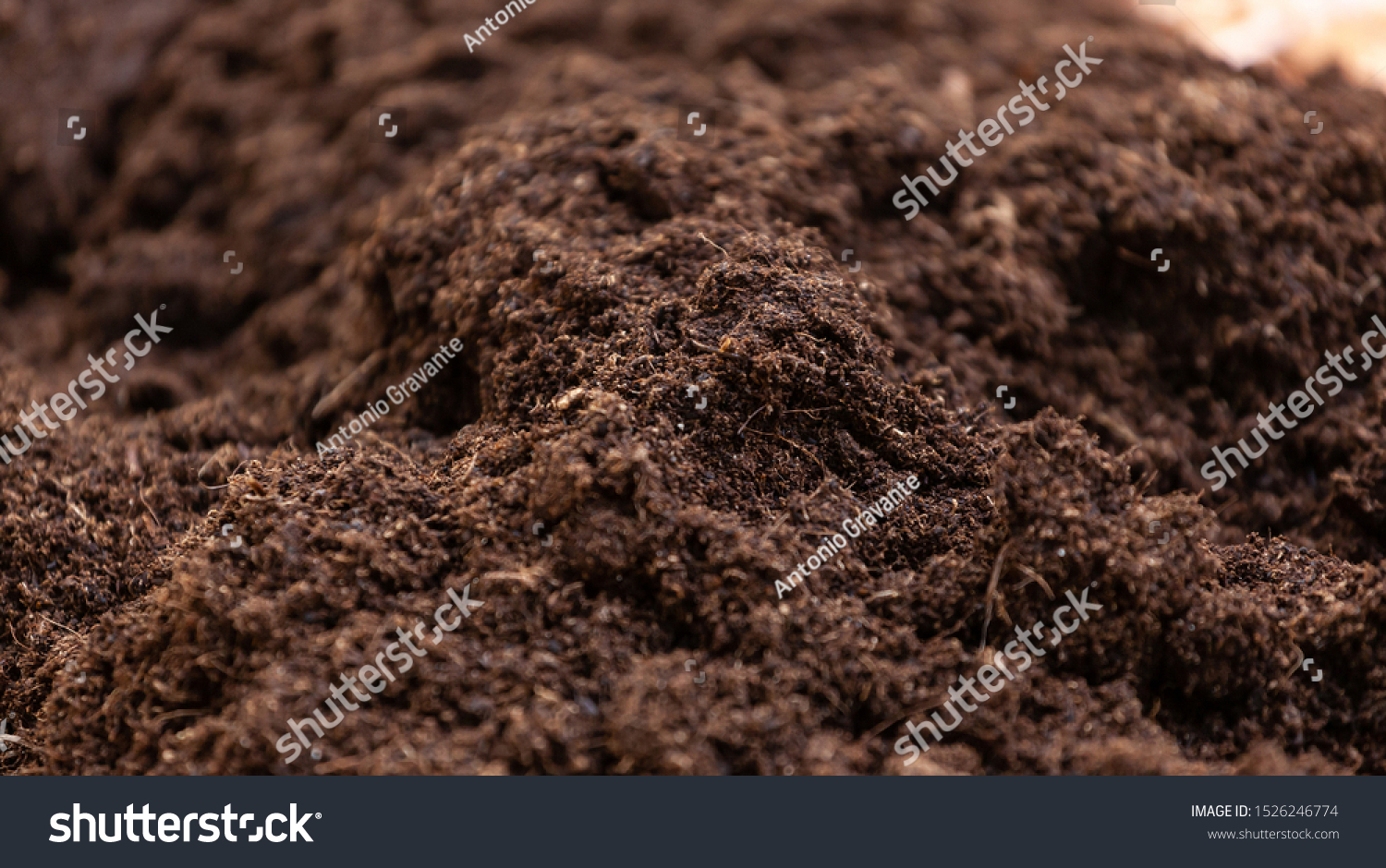 Clean soil for cultivation. The potting soil or peat is suitable for gardening and is one of the four natural elements. The land is life for our planet earth. Selective Focus. #1526246774