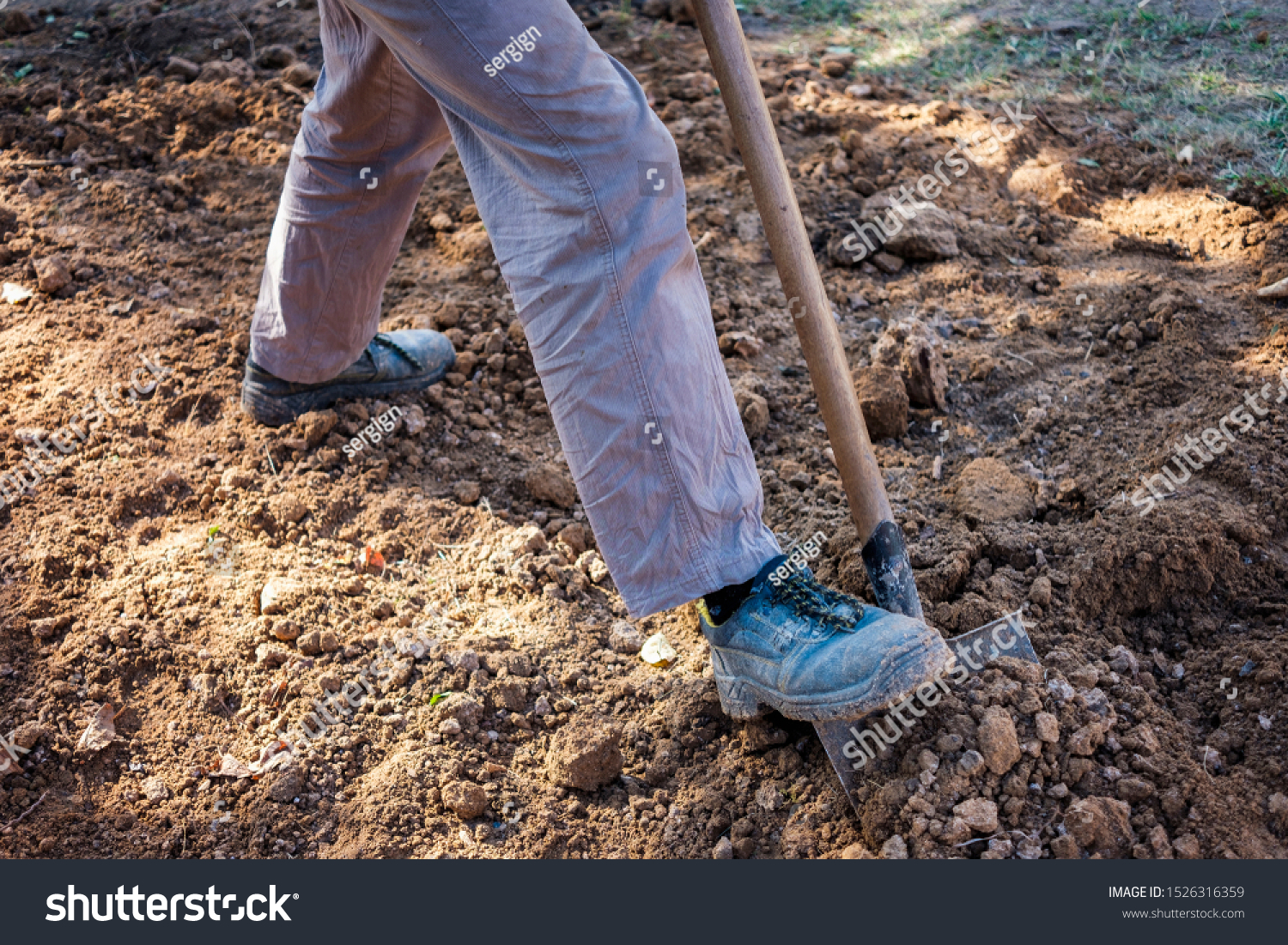 Man digging over earth with a spade in a low angle view of his legs in a gardening and horticulture concept #1526316359