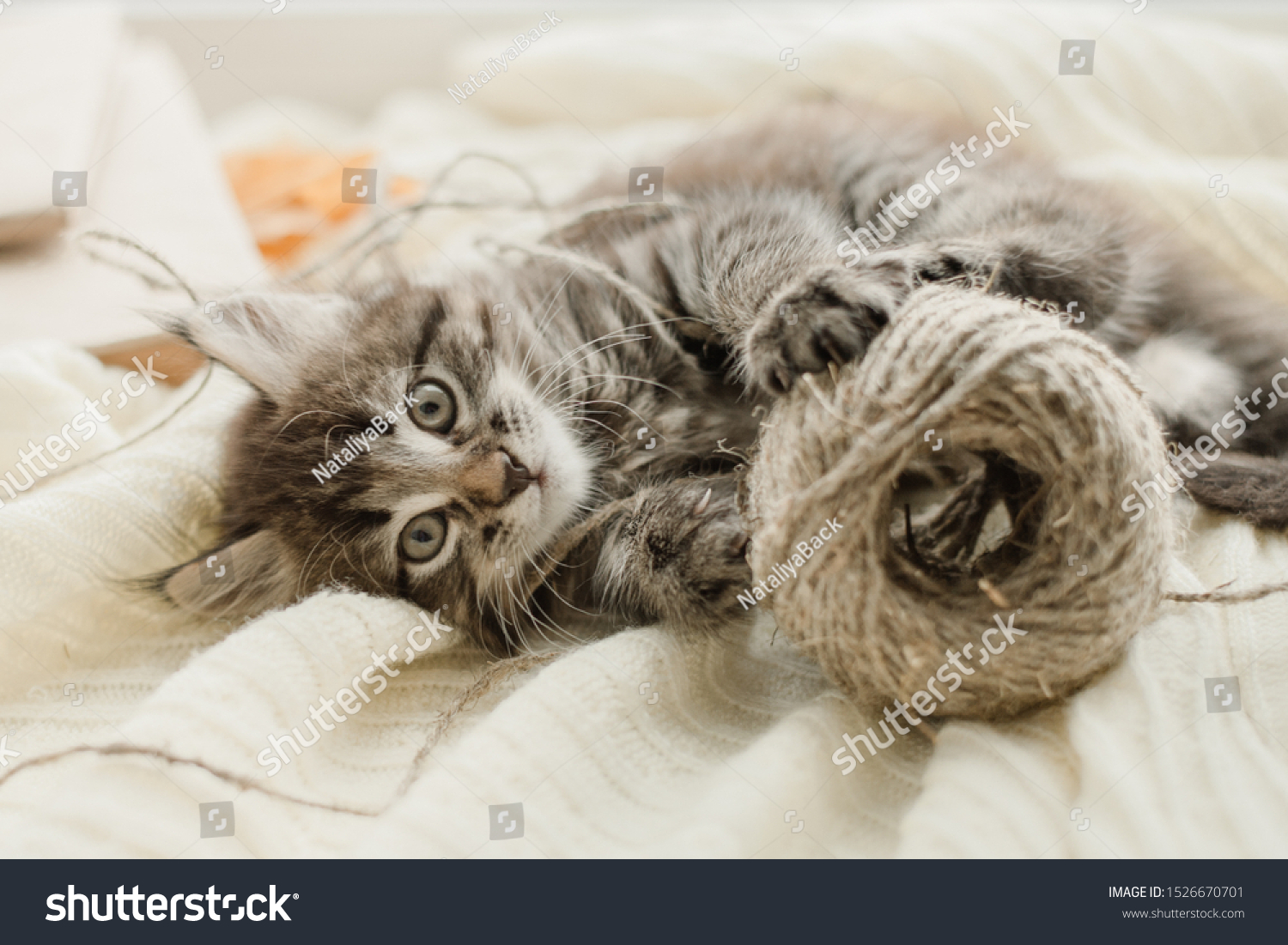 little cute gray kitten plays on a white plaid by the window #1526670701