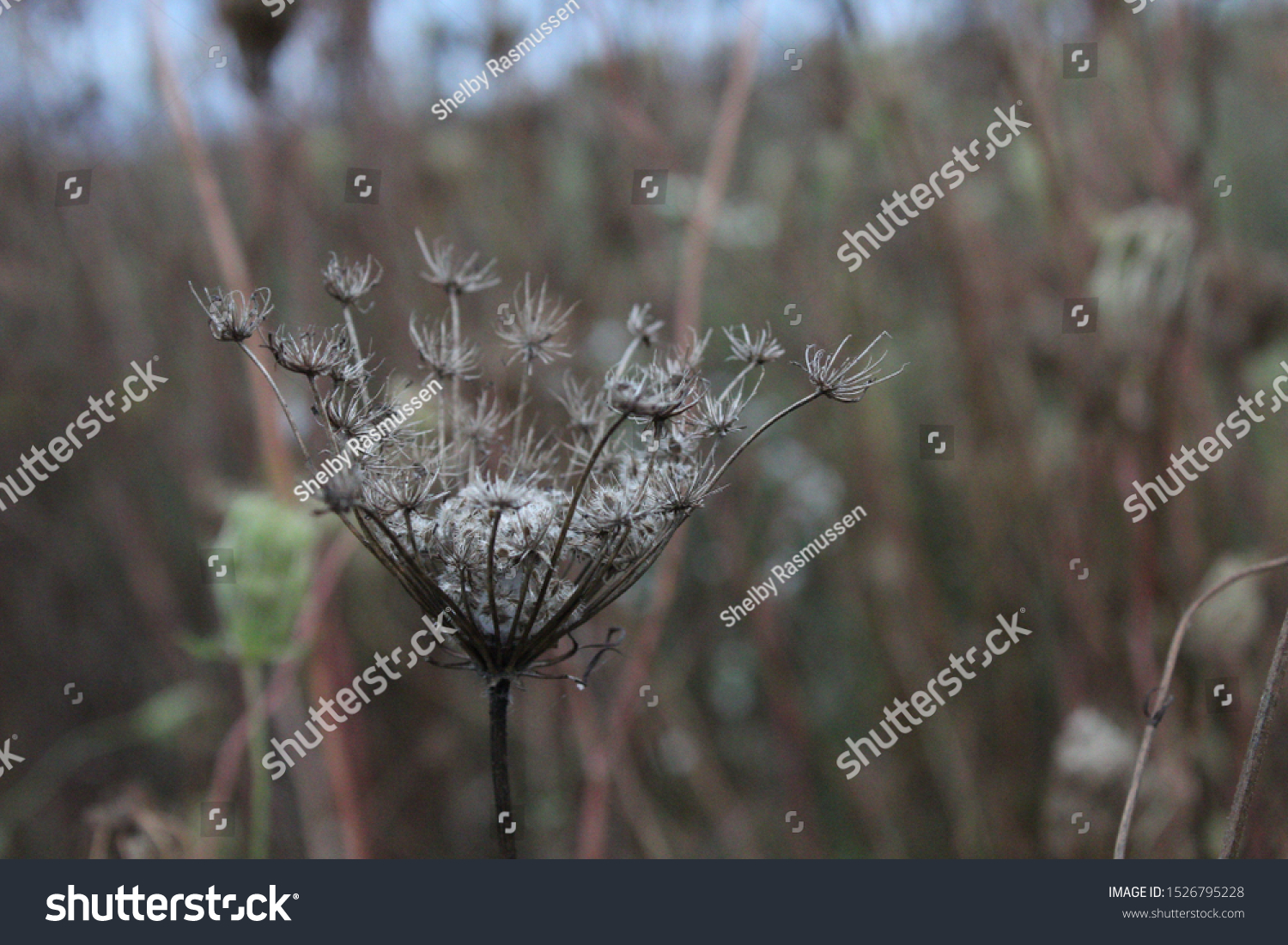 selective focus on single plant in a field #1526795228