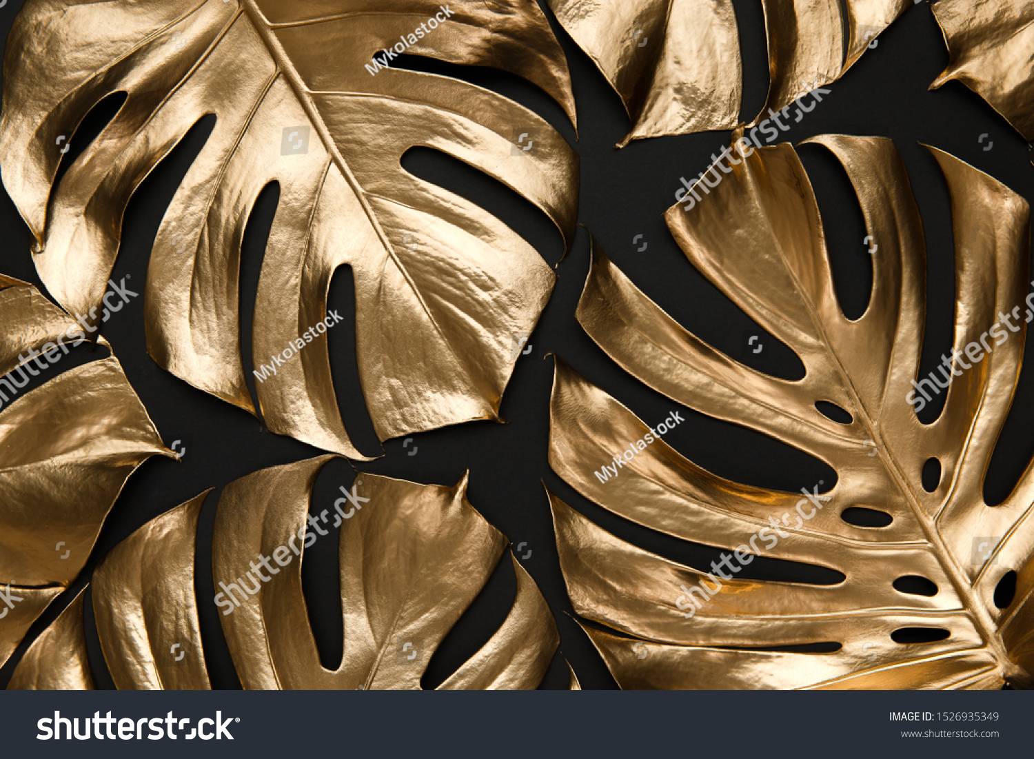 Tropical monstera leaves creatively arranged on black background. Trendy luxury fashion pattern design. Natural botany floral composition.
