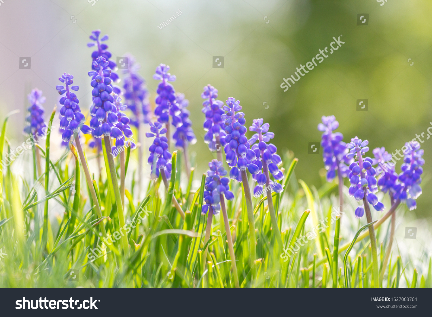Muscari - grape hyacinth flower, group of flowers in meadow with blurred background in sunny day. #1527003764