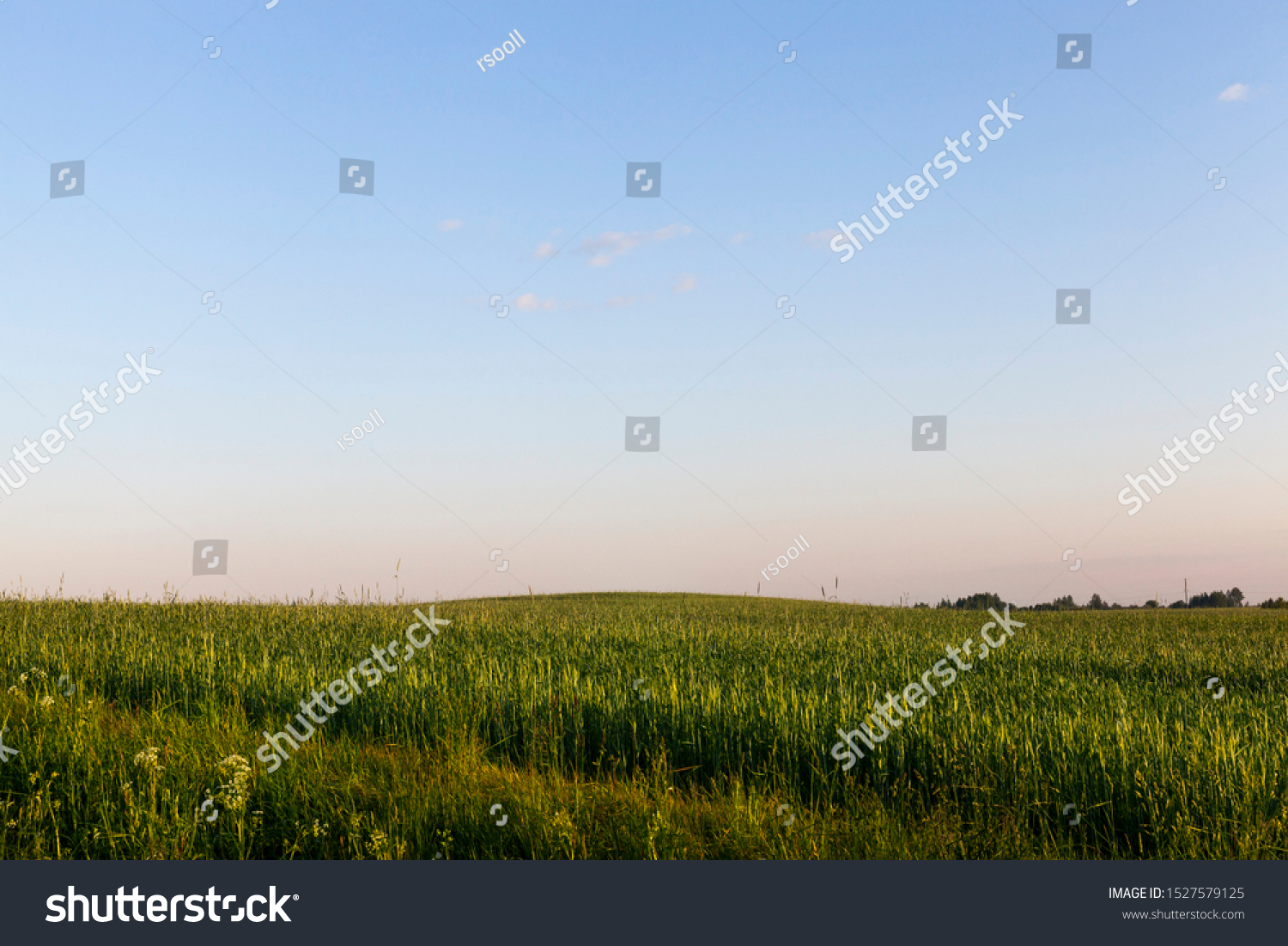 green grass in summer, landscape near agricultural field, European countries of Eastern Europe #1527579125