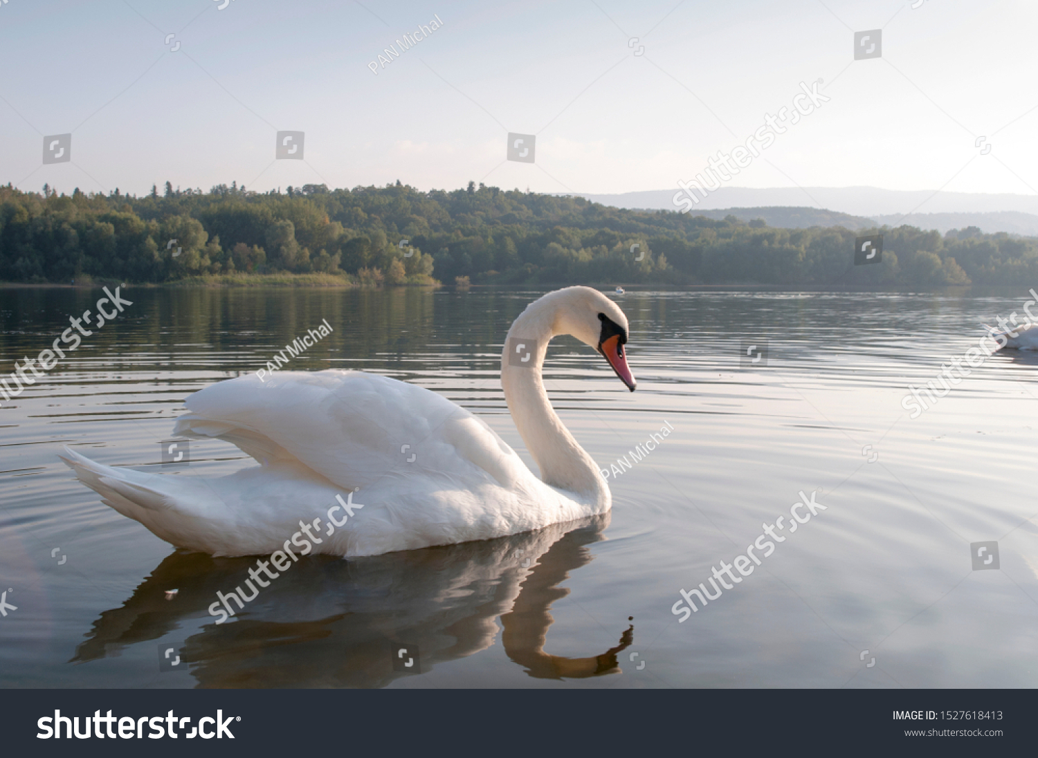white swans with small swans on the lake #1527618413