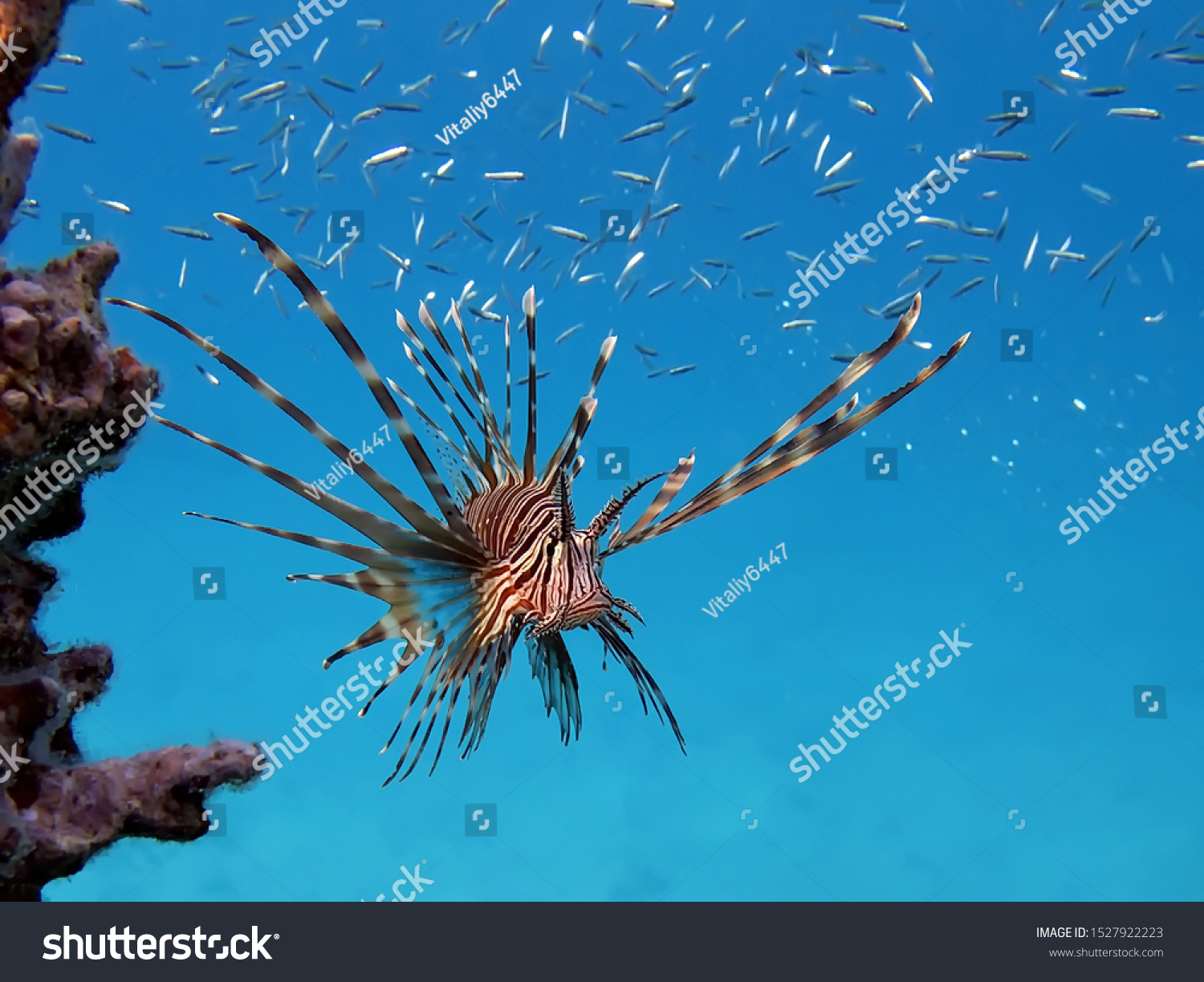 Fish Lion, Fish Zebra. Lionfish warrior - Devil firefish. #1527922223