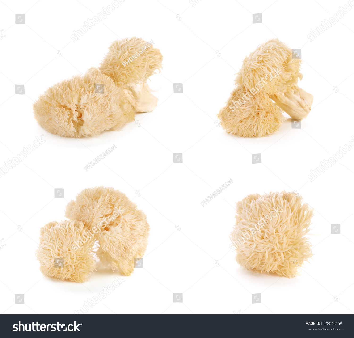 Hericium erinaceus mushroom (monkey head mushroom, bearded tooth fungus, bearded hedgehog mushroom, pom pom, lion's mane mushroom) #1528042169