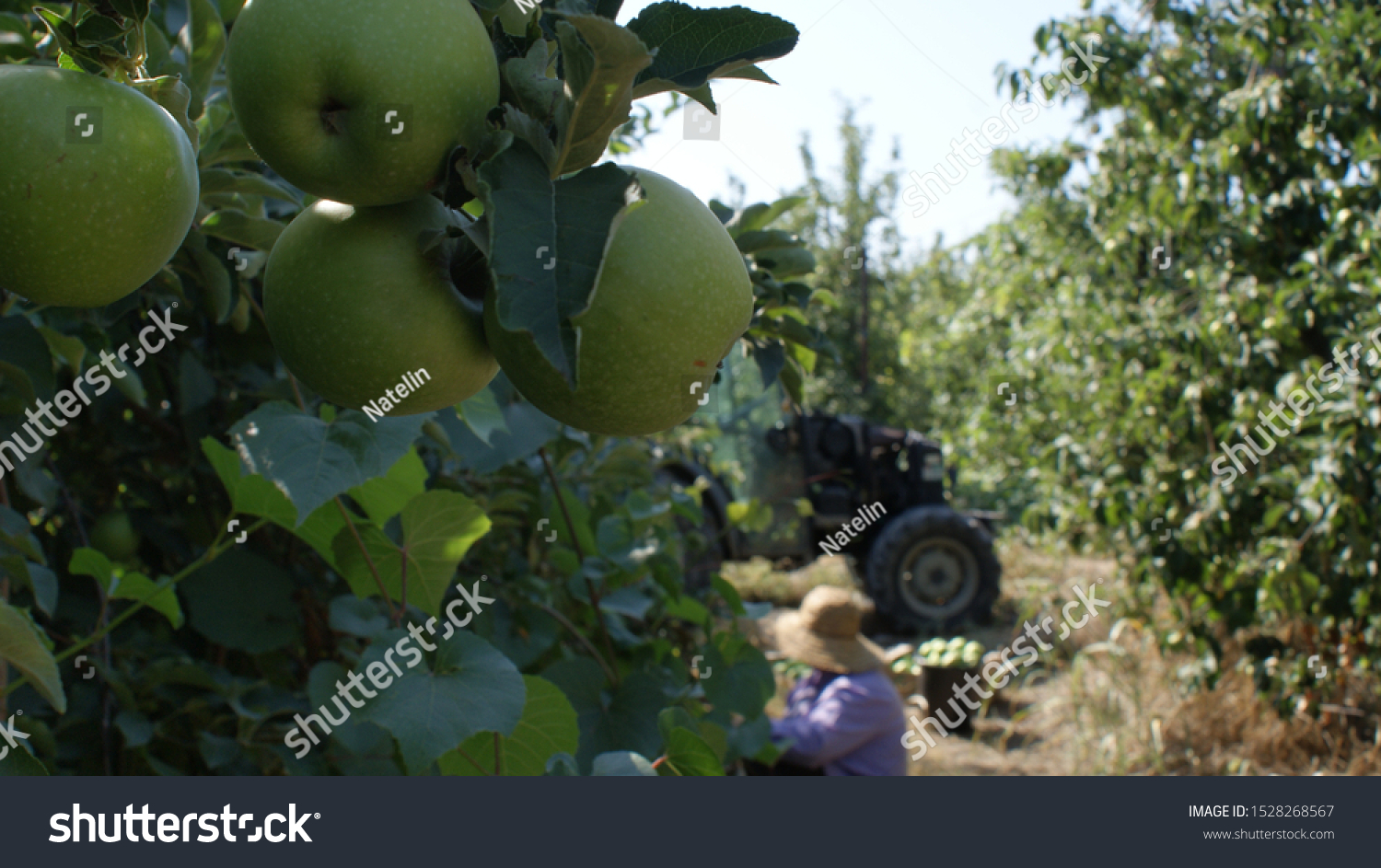 Branch with apples on a background of a tractor and a woman in a hat. Eco farm, eco products, clean, friendly, eco food, vegan. #1528268567