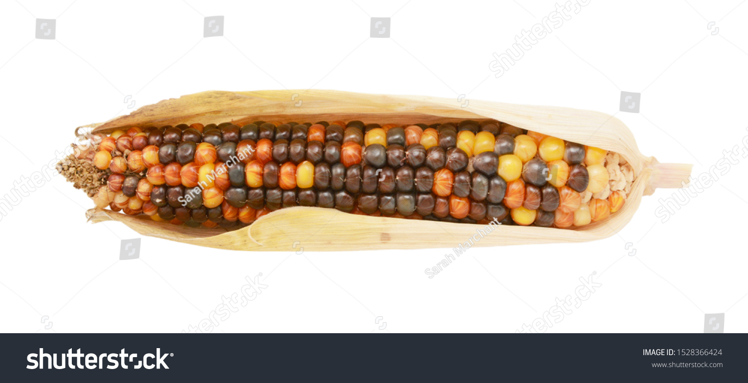 Multi-coloured ornamental Indian corn with red, brown and yellow hard niblets, encased in dried husks, on a white background #1528366424