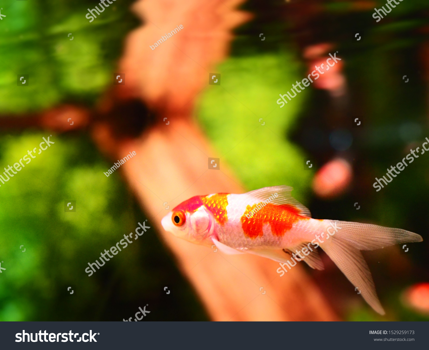 Goldfish swimming in the water #1529259173