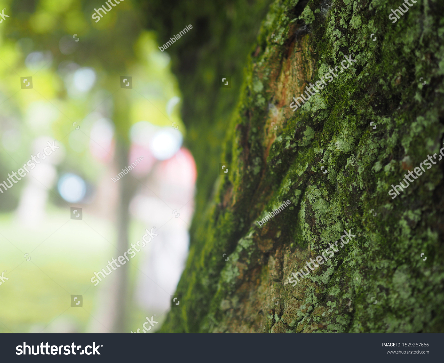 mossy tree trunk in sunlights #1529267666