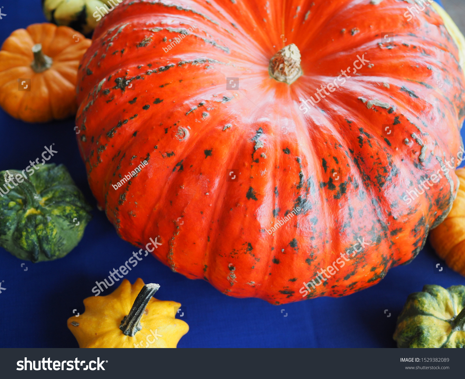 various pumpkins with blue background #1529382089