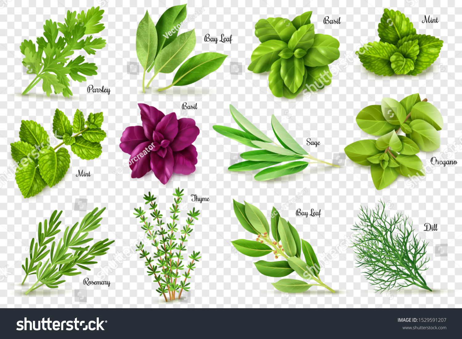 A large set of herbs on a transparent background, isolated objects, popular culinary plants, natural health care, mint and rosemary, basil, thyme, parsley, dill, bay leaf, oregano and sage