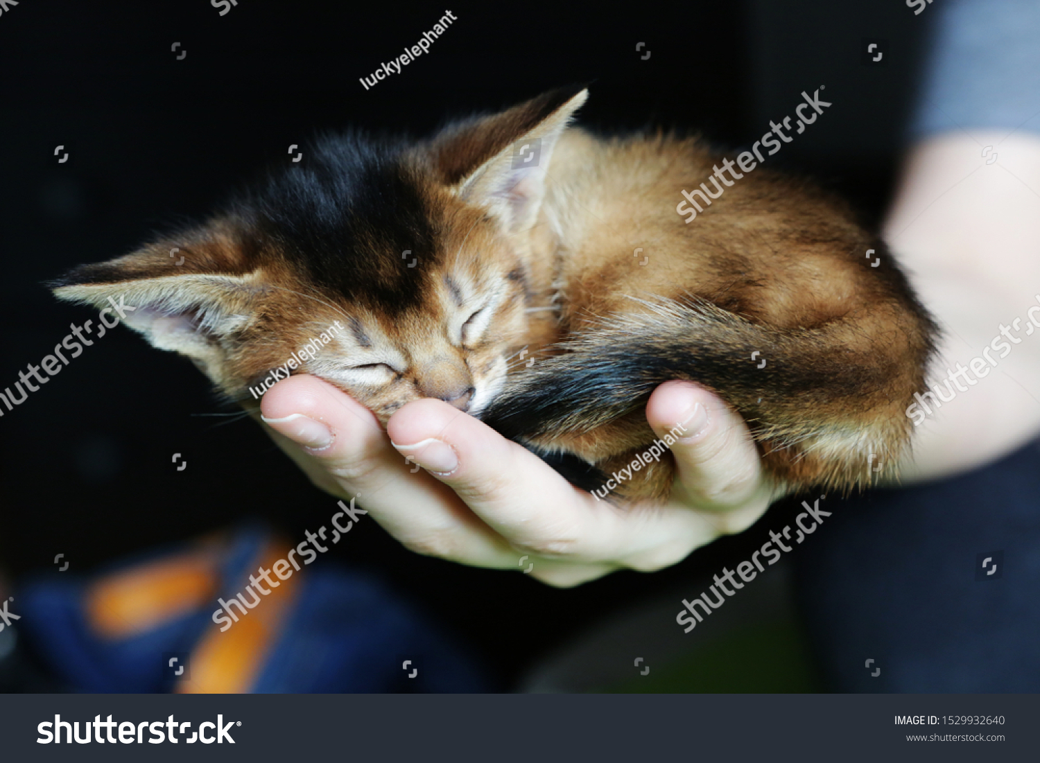 Beautiful abyssinian kitten is lying asleep on hands close-up. Selective focus stock photo #1529932640