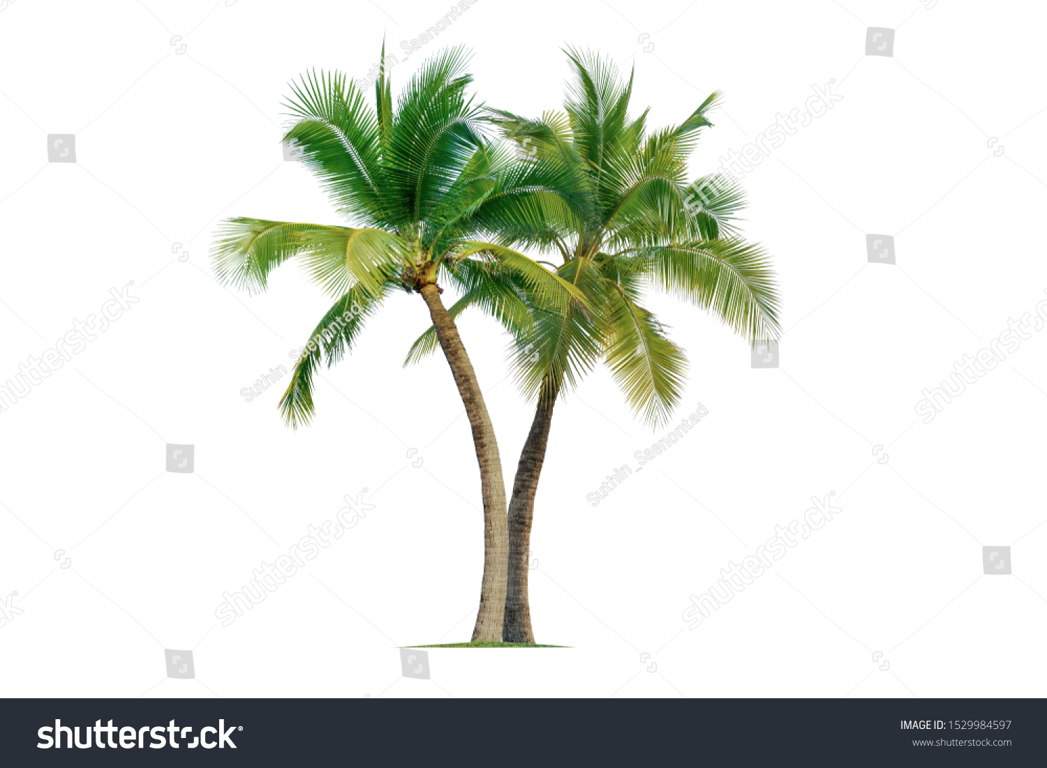 Coconut palm tree isolated on white background. #1529984597