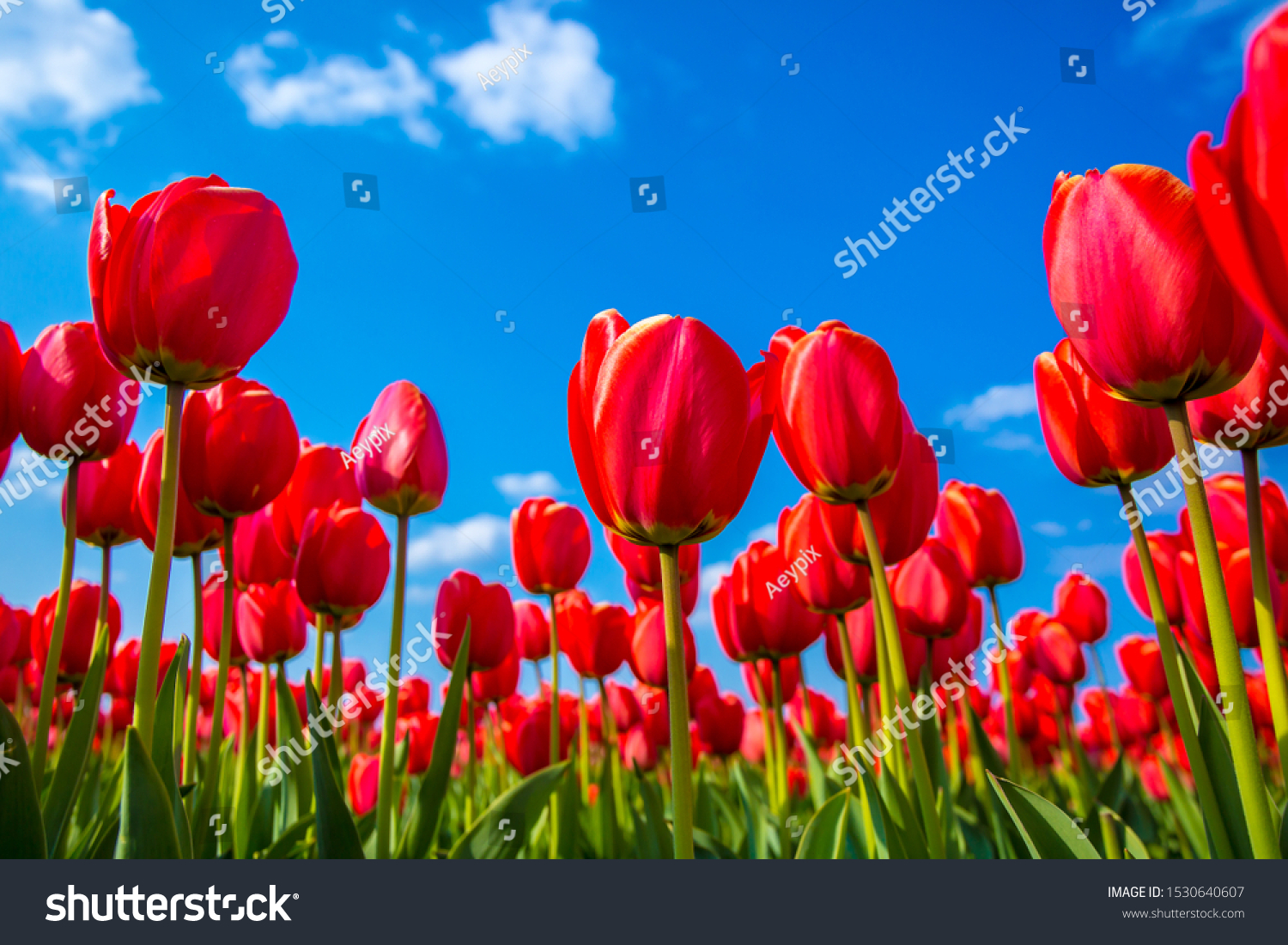 Ant eye view of Red tulip flower in the field with vivid color, Amsterdam, Netherlands. #1530640607