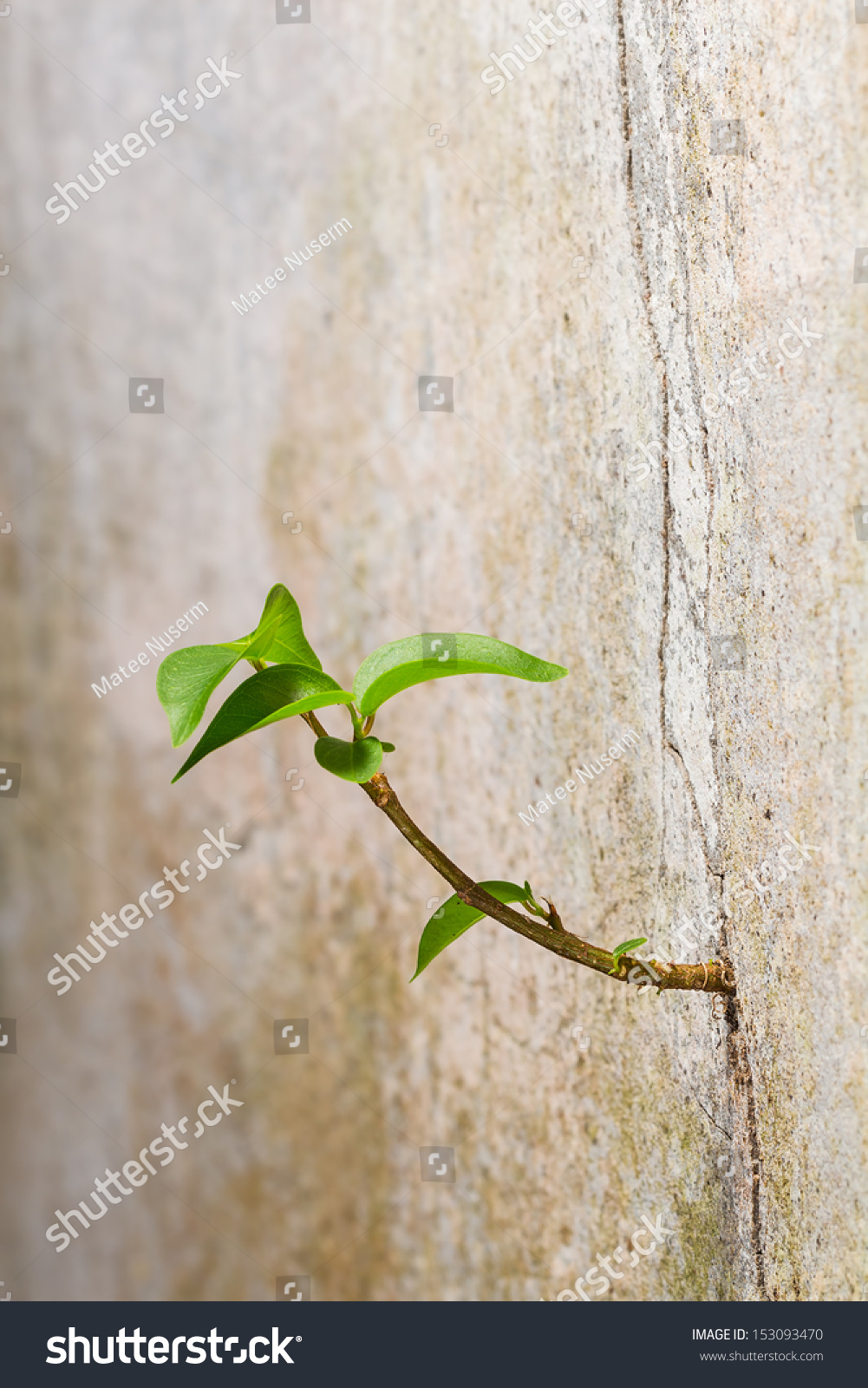 New plant germinates from the crack concrete wall, persistence of survival #153093470