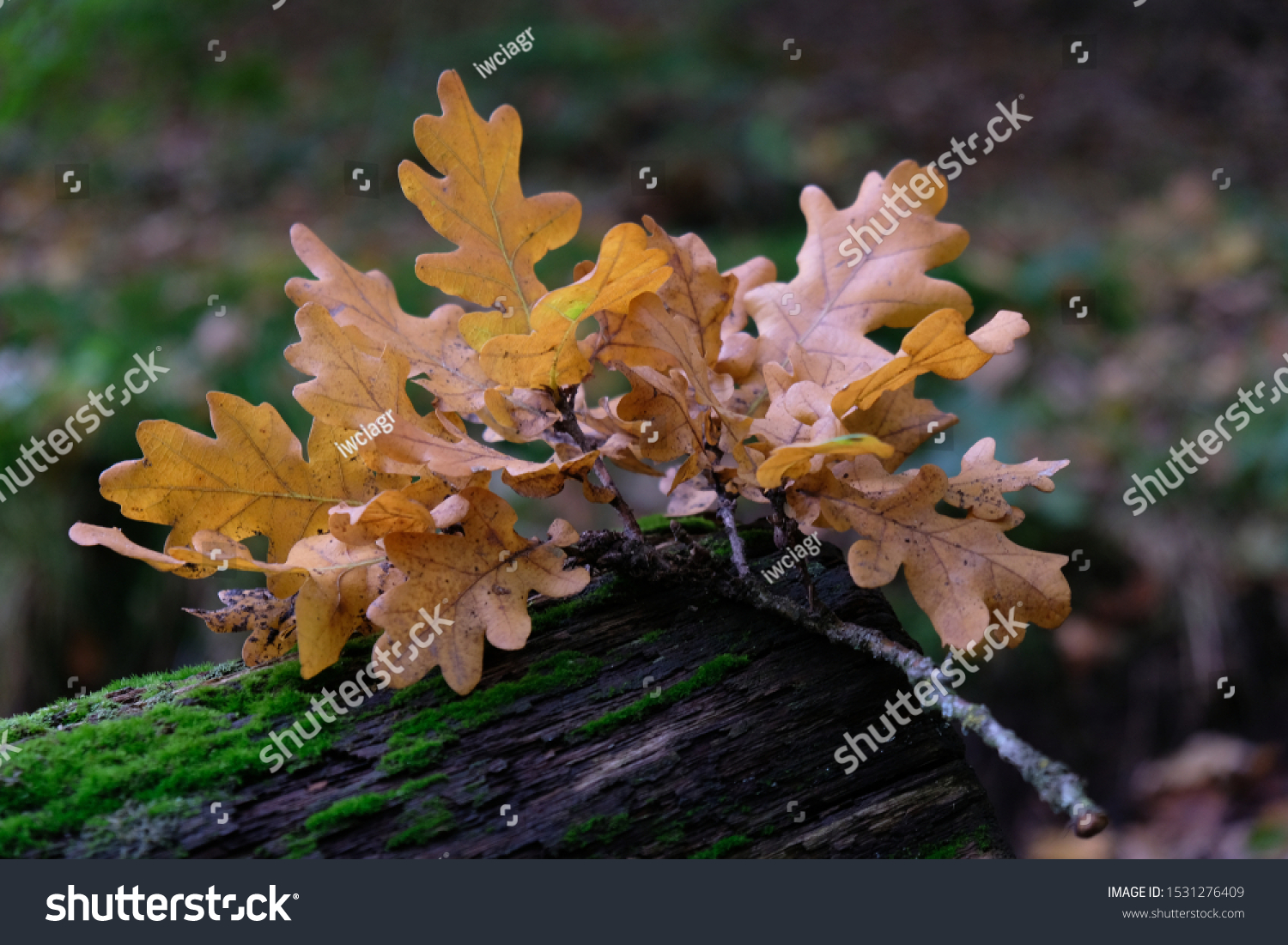 Oak twig with autumn leaves on a forest path. Quercus robur, common oak, pedunculate oak, European oak. #1531276409