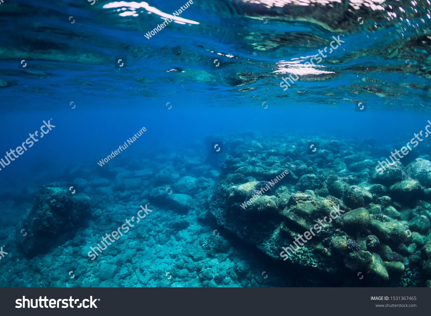 Tranquil underwater scene with copy space. Tropical transparent ocean #1531367465