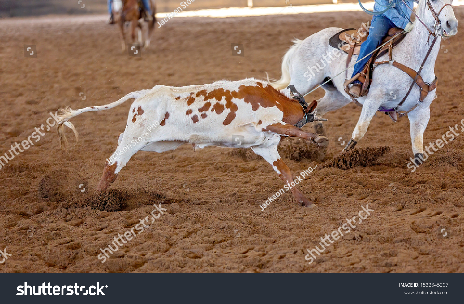 A calf being lassoed by cowboys on horseback in a team calf roping competition at a country rodeo #1532345297