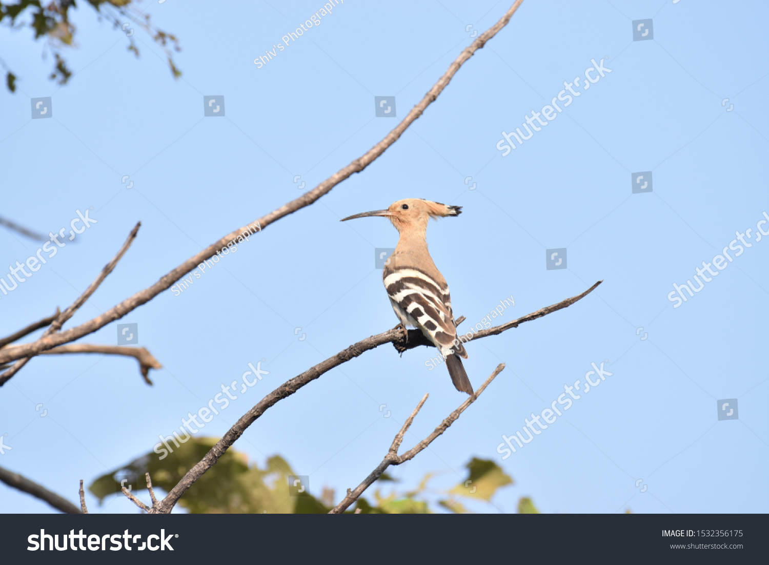 Crown feathered, brown upper part with black and white stripes on the feathers Eurasian Hoopoe bird (Upupa Epops) perching on branch sighted at Panna National Park, Madhya Pradesh, India, Asia #1532356175