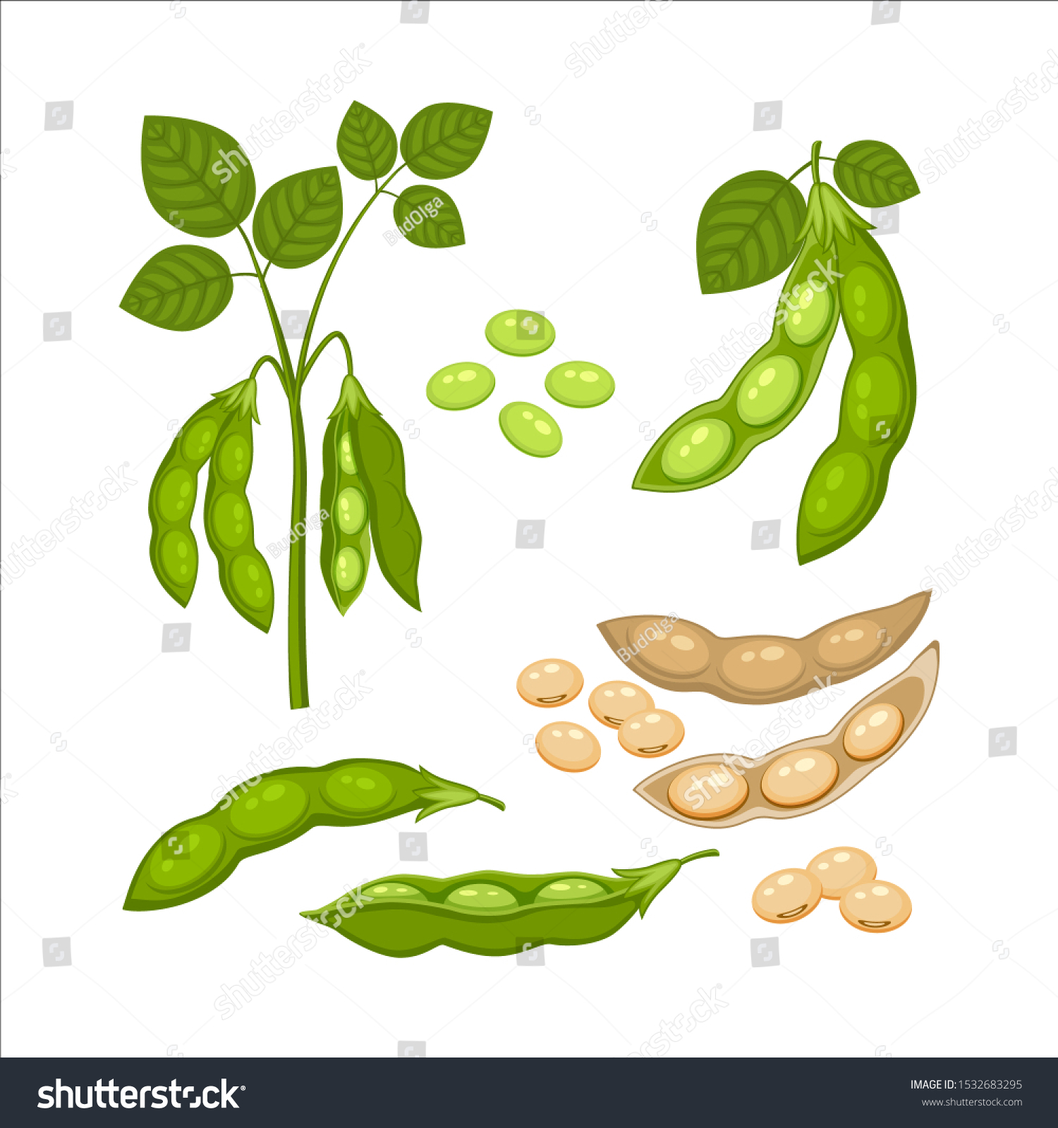 Set of Soy bean plant with ripe pods and  green leaves, whole and half green and dry brown  pods, soy seeds  isolated on white background. Bush of legume plant in a cartoon flat style. #1532683295