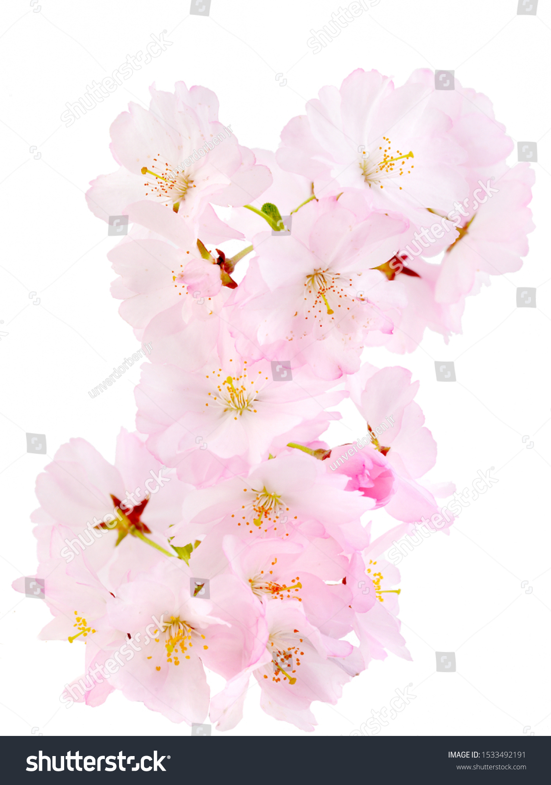 Cherry blossom, sakura flowers isolated on white background . #1533492191