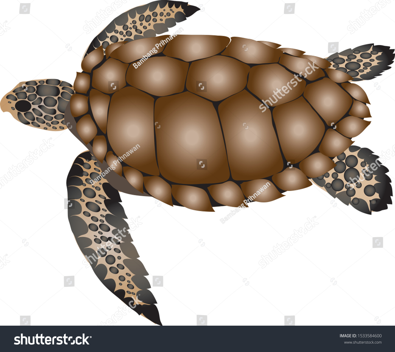 Loggerhead Sea Turtle, Saltwater amphibian - - Royalty Free Stock ...