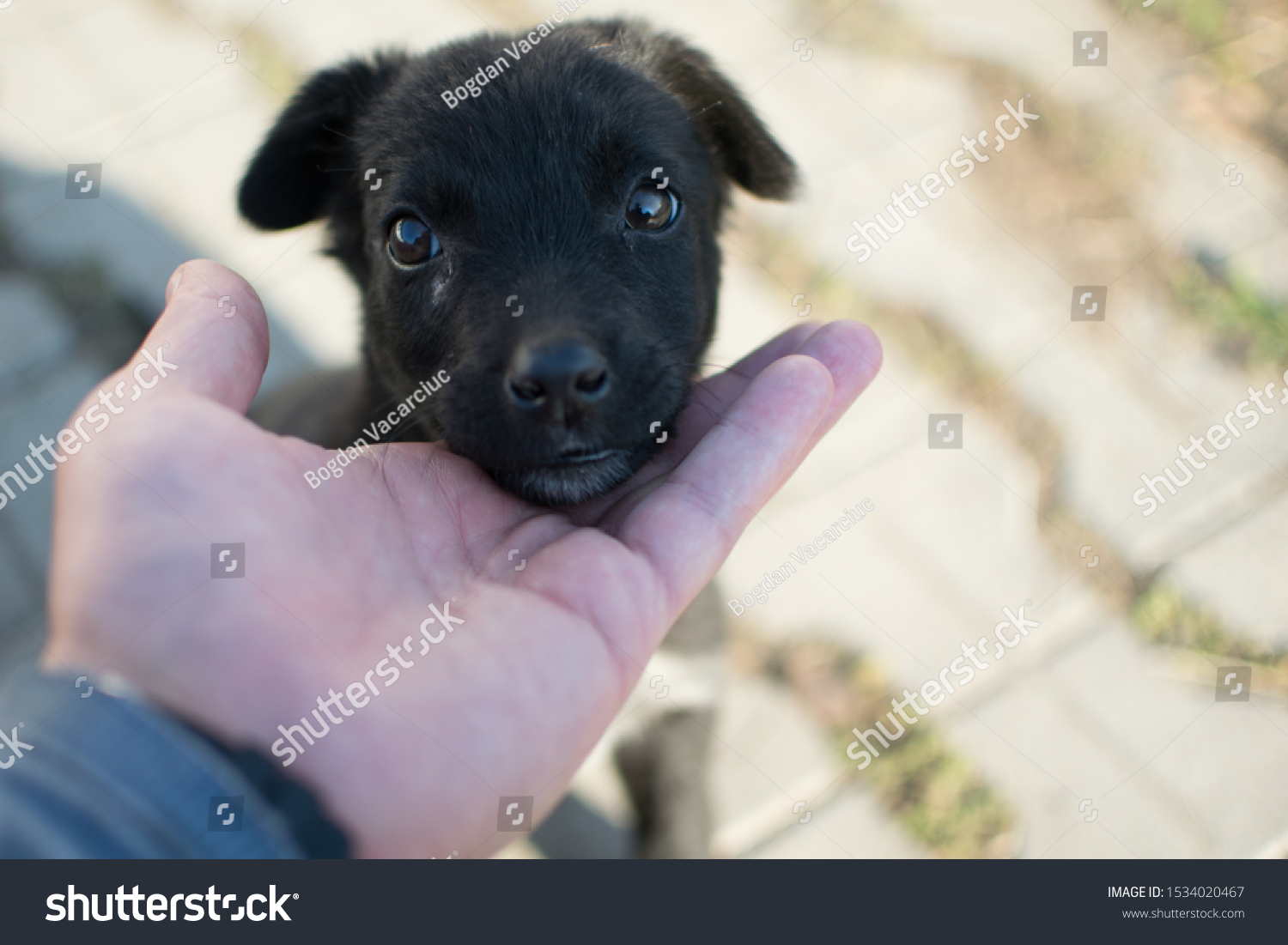 An abandoned little black puppy stands with his head on the palm of a man. The puppy is sad and scared. About the fragility of a puppy. Love the animals! Caring for the puppy #1534020467