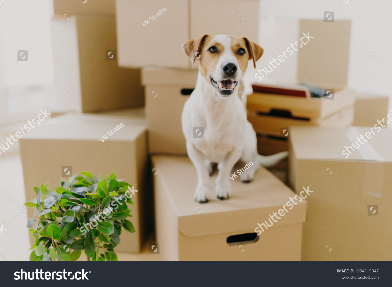 Funny dog sits on carton boxes, green indoor plant near, relocates in new modern apartment, has brown ears, white fur, happy to live in expensive house. Animals, moving day and housing concept #1534119047