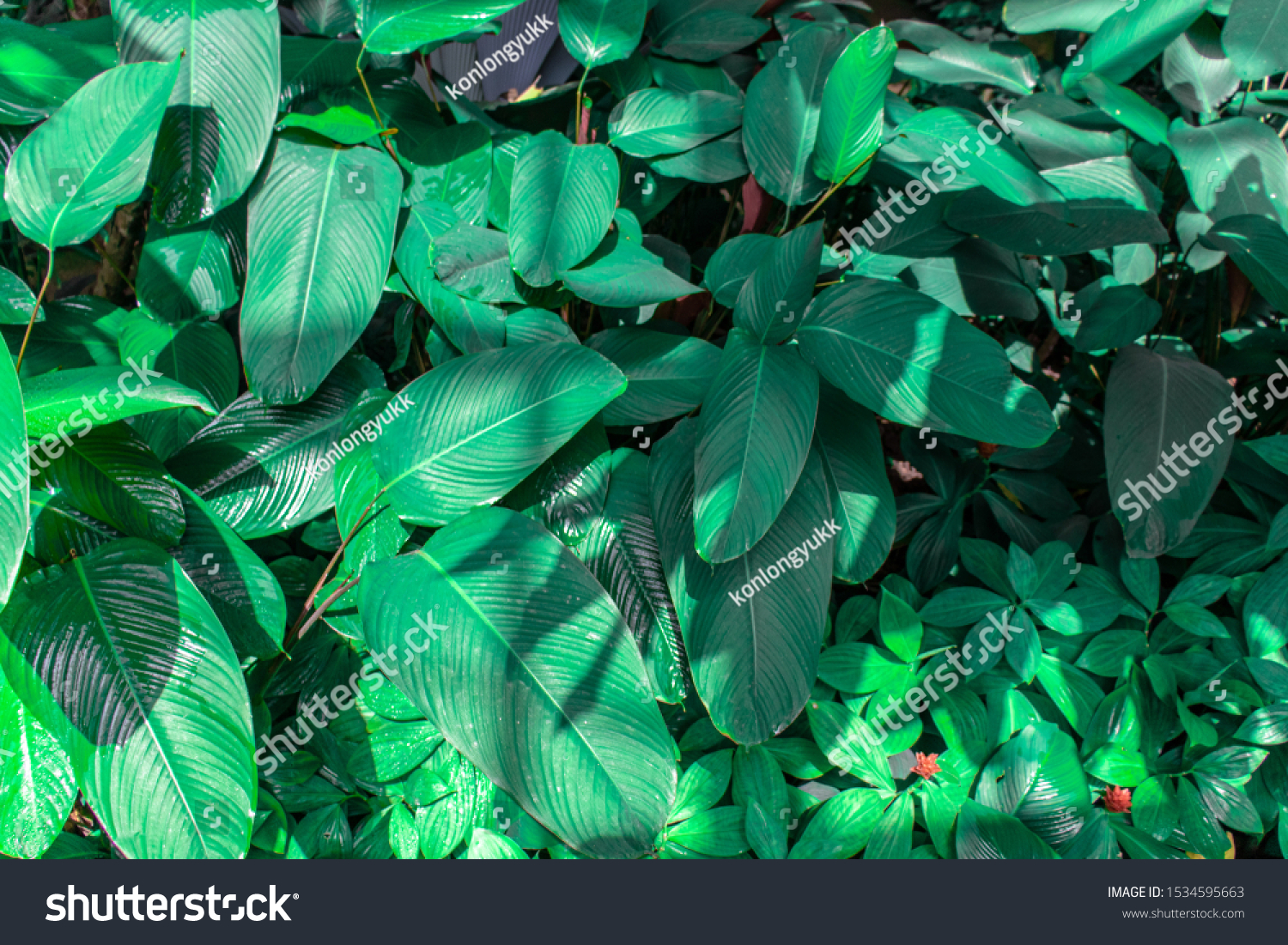 Moist green leaves in the flower garden #1534595663