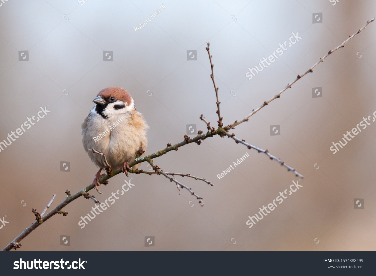 Tree Sparrow Passer montanus sitting on a twig at dusk. Sparrows are among the most familiar of all wild birds. They are primarily seed-eaters, though they also consume small insects. #1534888499