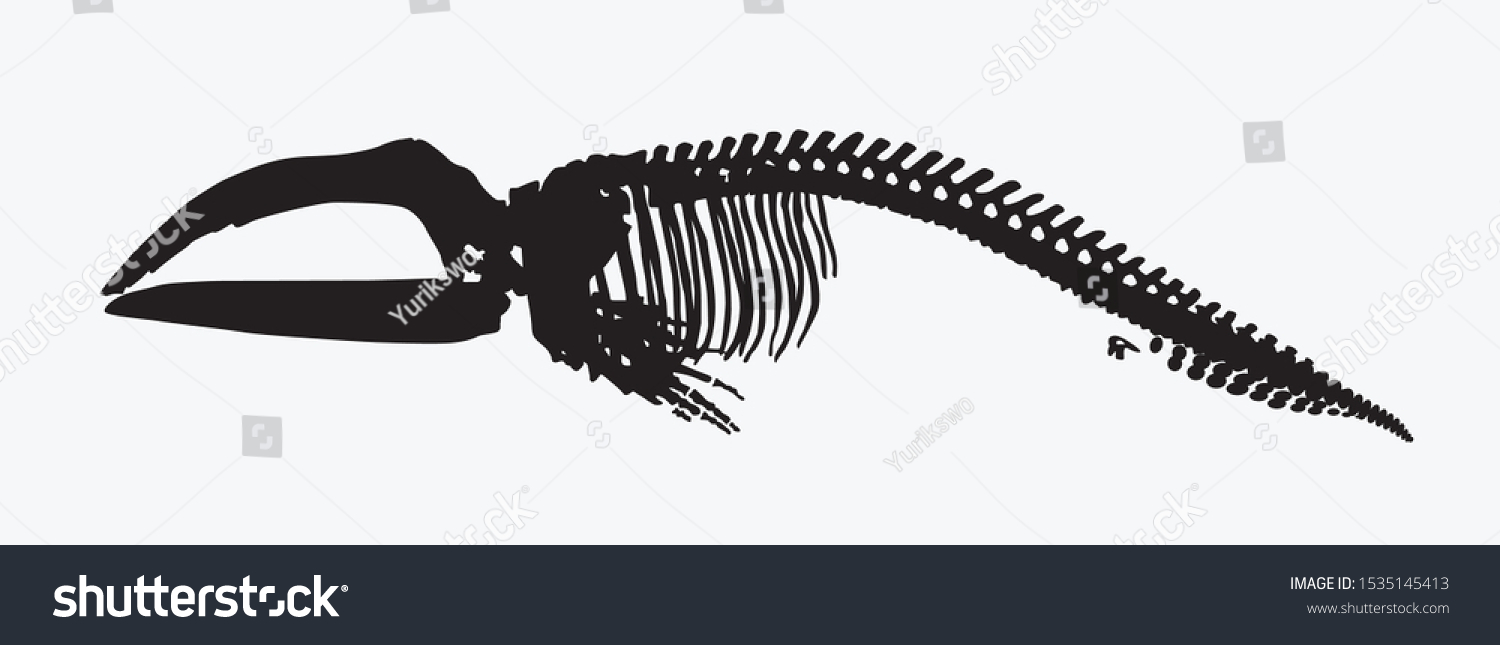 silhouette of animal skeleton a whale vector - Royalty Free Stock ...