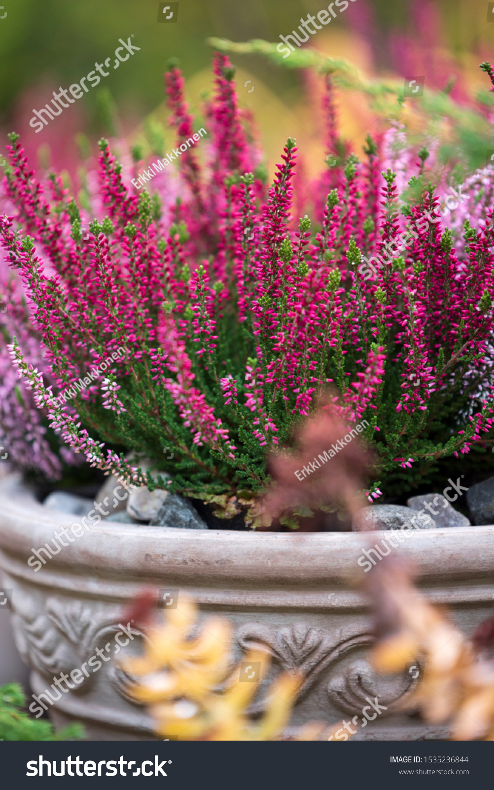 Common heather, Calluna vulgaris, in flower pot, autumn in the garden, selective focus and shallow DOF #1535236844