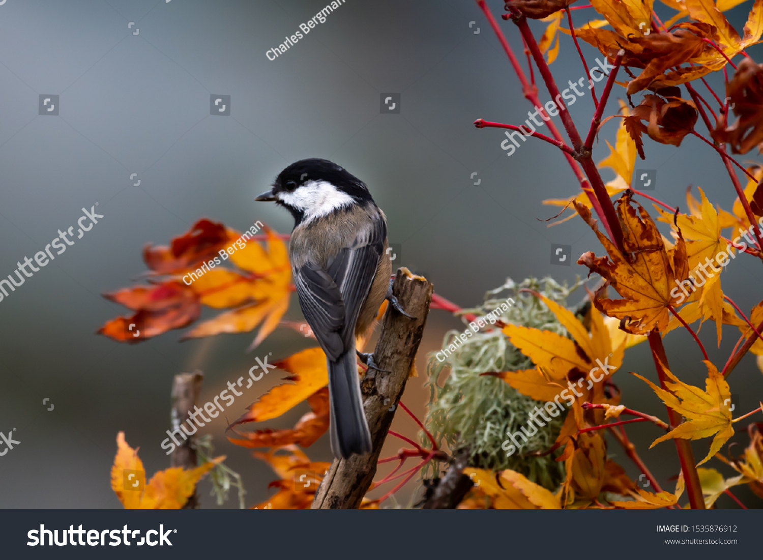 A Chestnut-backed Chickadee announces the arrival of autumn amid colorful maple leaves.  Chestnut-backed chickadees are small, beautifully colored with chocolate brown, and a delight in the back yard. #1535876912