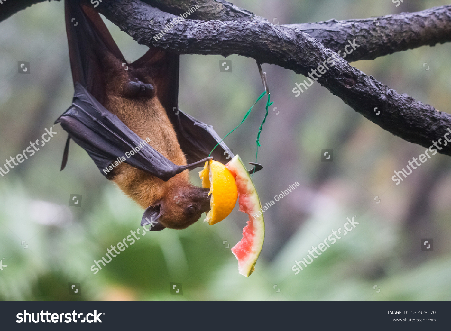 Fruit bat also known as flying fox with big leather wings hanging upside and down eating juicy orange and watermelon #1535928170
