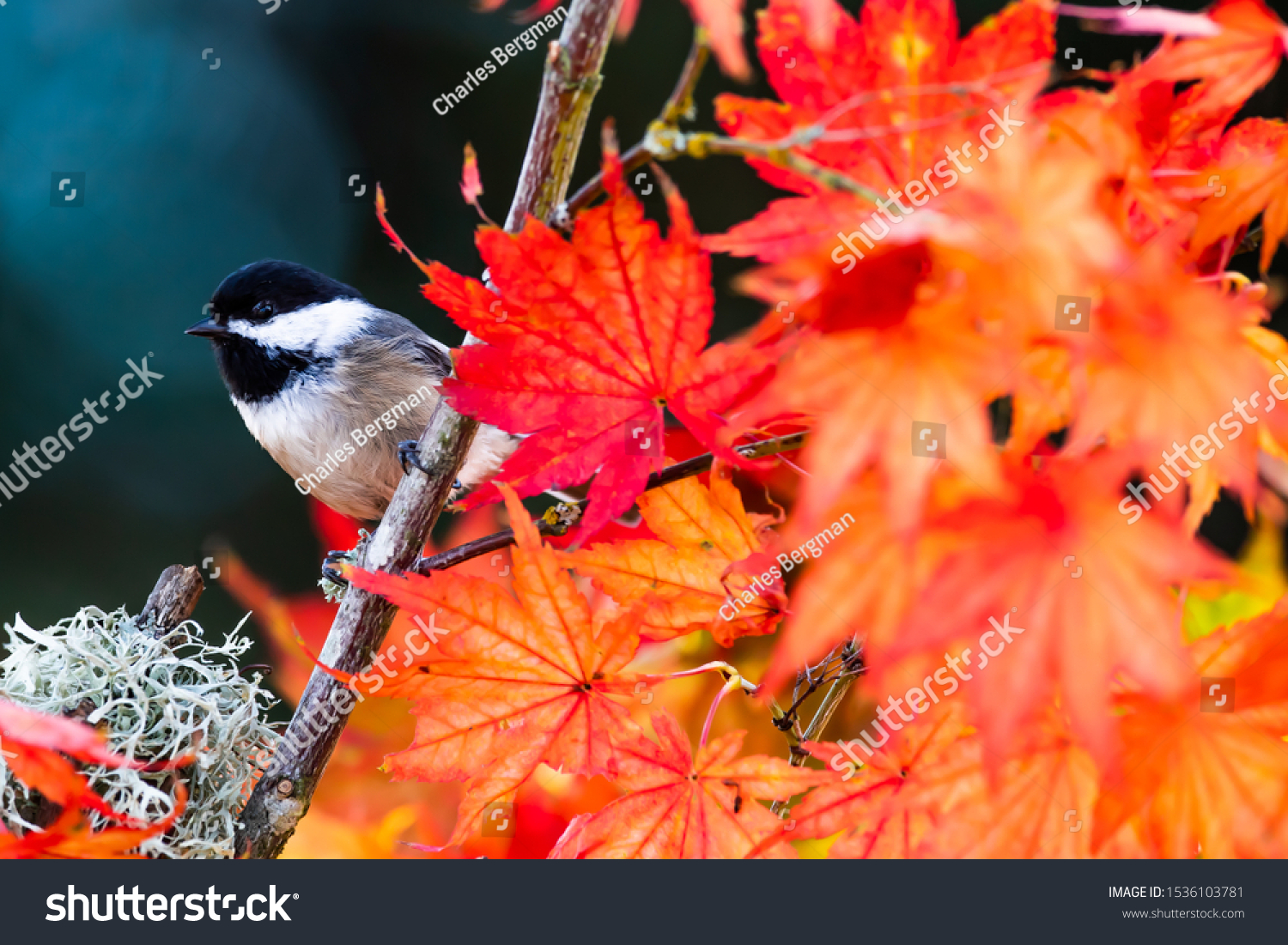A Black-capped Chickadee announces autumn's arrival in a fiery orange maple tree.  Favorite backyard birds across America, Chickadees have a lilting song, bouncy flight, and endearing markings. #1536103781