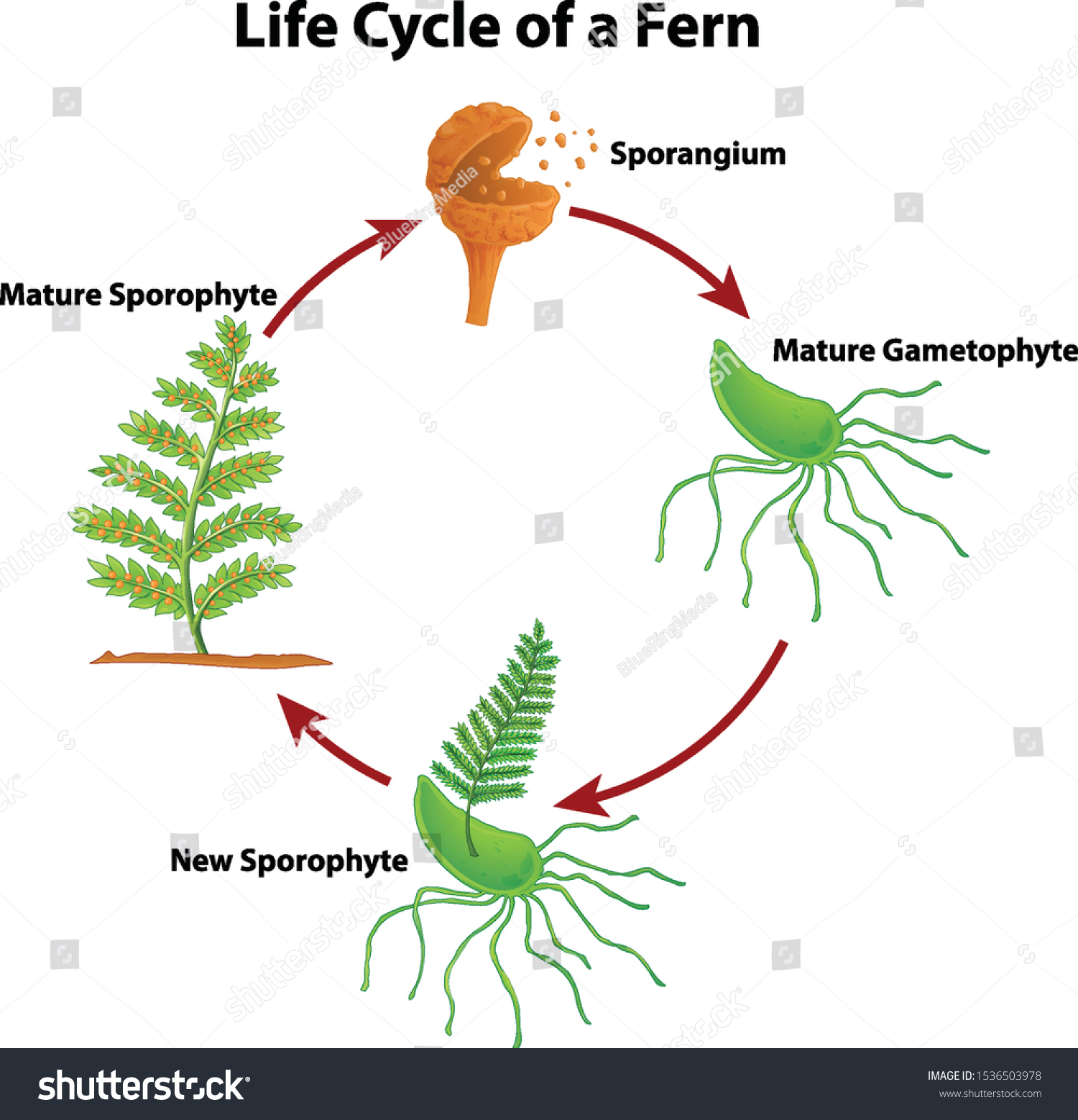 Diagram showing life cycle of fern illustration - Royalty Free Stock ...