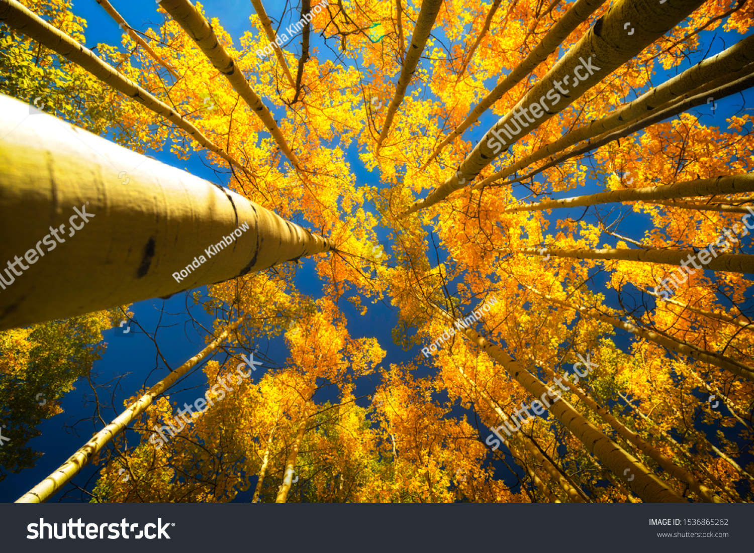 Upper view of the Aspen trees in the fall season with clear blue skies showing through #1536865262