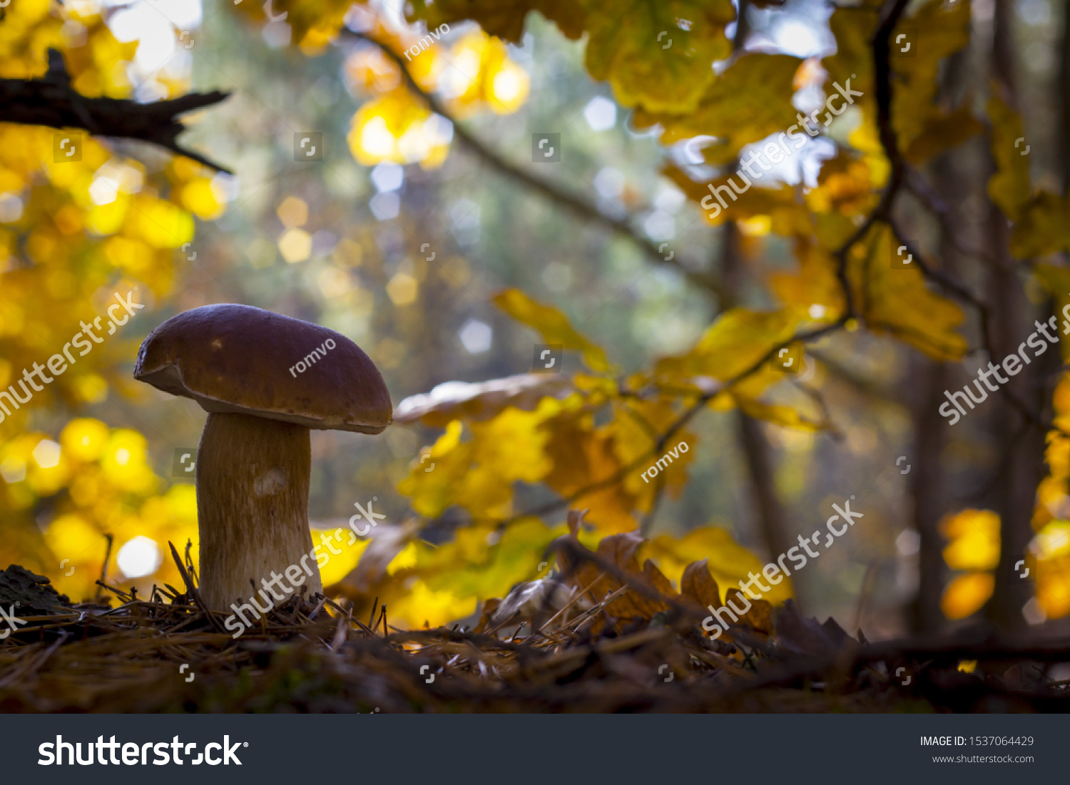 Big porcini mushroom grows in forest. Autumn mushrooms grow near oak. Natural raw food growing in wood. Edible cep, vegetarian natural organic meal #1537064429