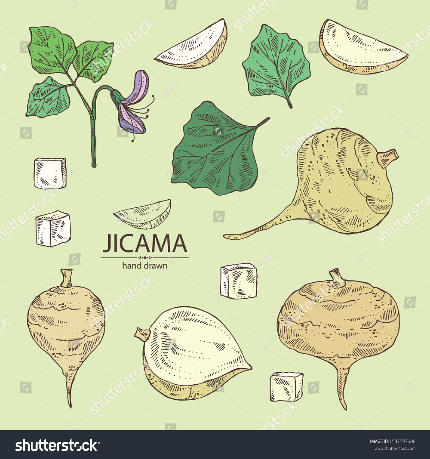 Collection of jicama: tuber of jicama, leaves, - Royalty Free Stock ...