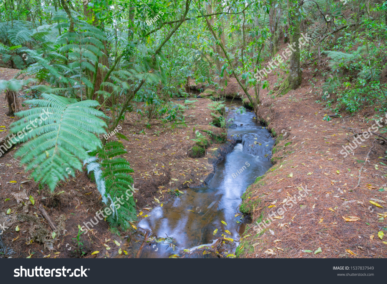 Small flowing stream washing leaves along as it flows through New Zealand bush. #1537837949