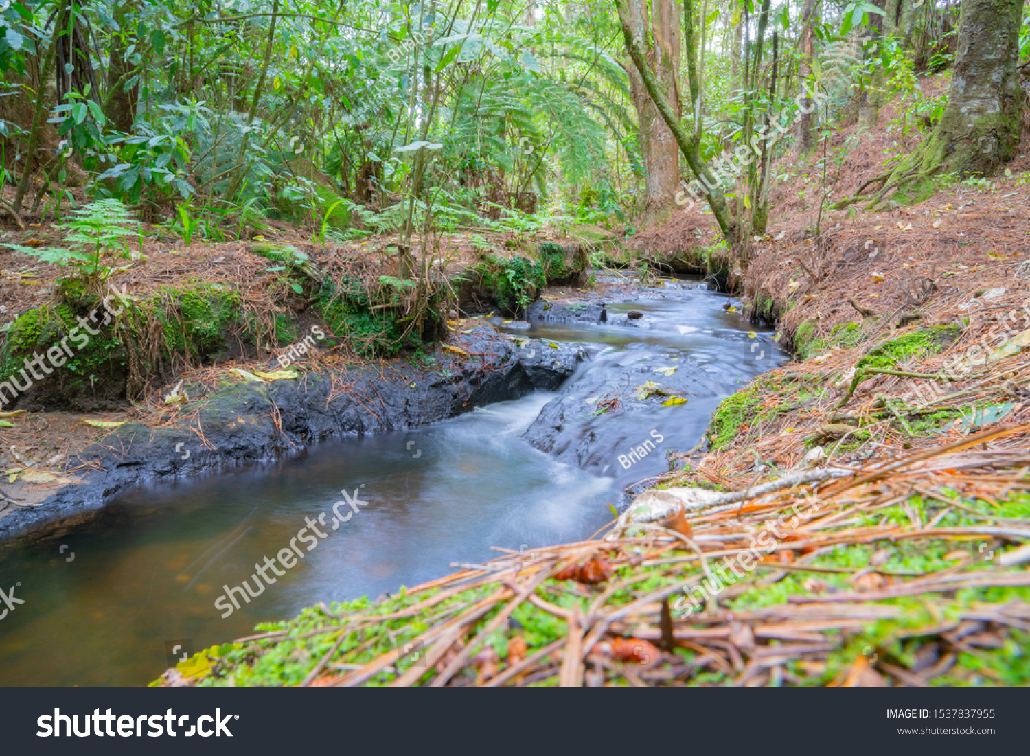 Small flowing stream washing leaves along as it flows through New Zealand bush. #1537837955