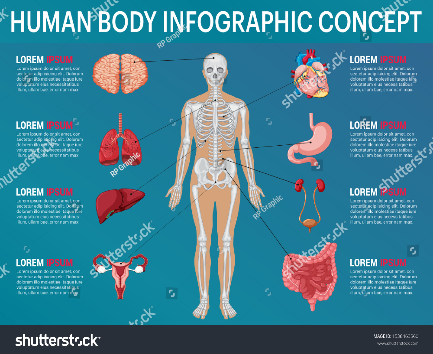 Human body internal organs, Medical human - Royalty Free Stock Vector ...