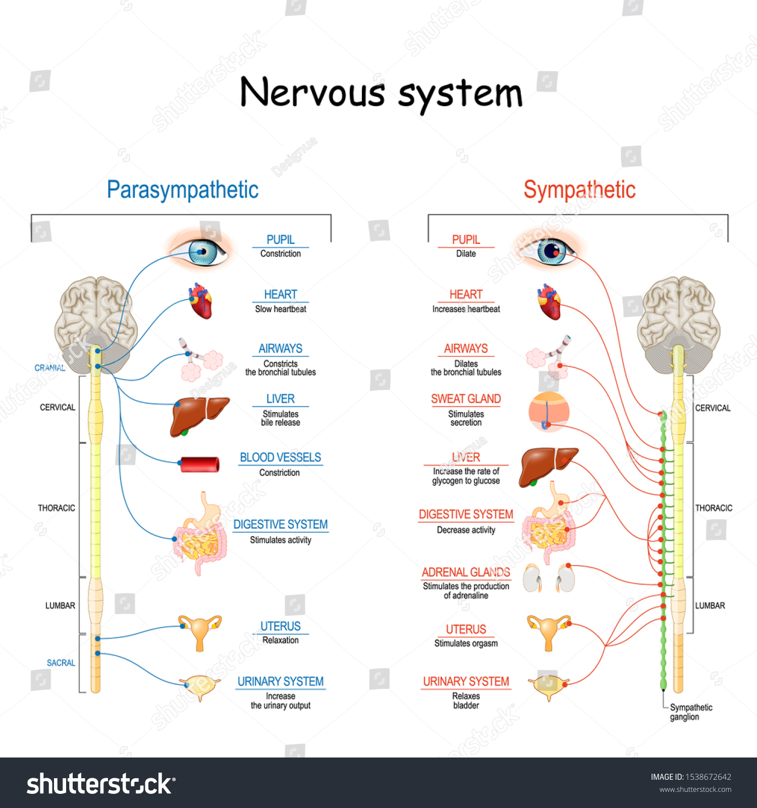 Sympathetic And Parasympathetic Nervous System. - Royalty Free Stock ...