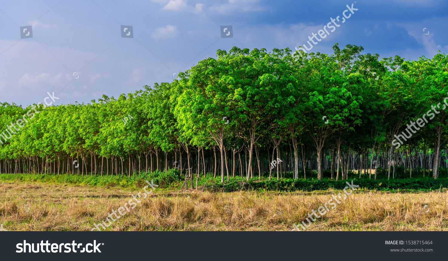 Panorama latex rubber plantation or para rubber tree or tree rubber with leaves branch in southern Thailand #1538715464