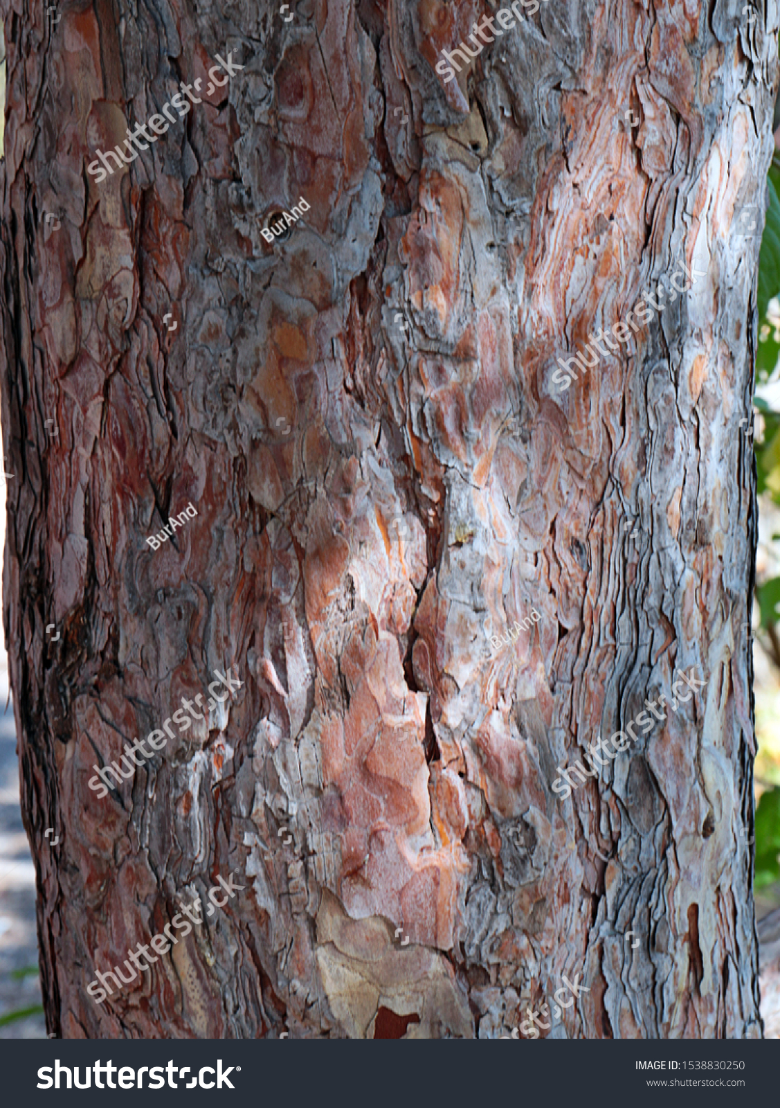 texture of the bark of the trunk of an old tree #1538830250