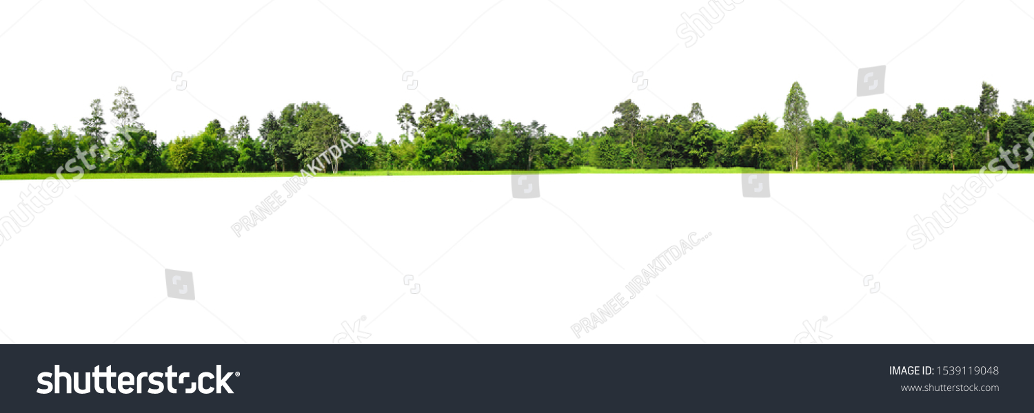 View of a High definition Treeline isolated on a white background #1539119048